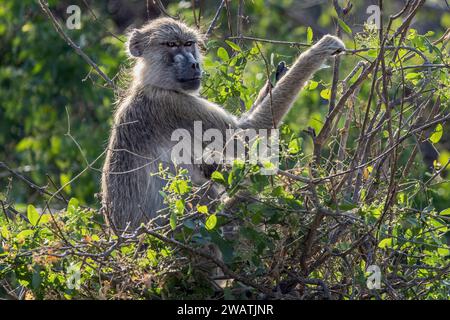 Erwachsenes Weibchen, gelber Pavian, isst Blätter aus Büschen, Liwonde Nationalpark, Malawi Stockfoto