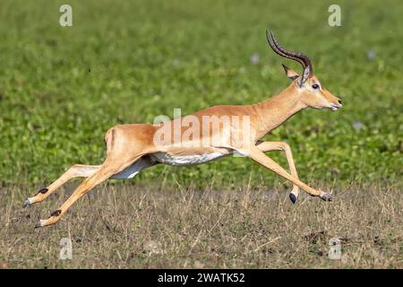 Männliche Impala hüpft, Rand des Shire River, Liwonde Nationalpark, Malawi - Wasserhyazinthen Hintergrund Stockfoto