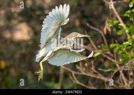 Squacco Heron, Lagune vor dem Shire River, Liwonde National Park, Malawi Stockfoto