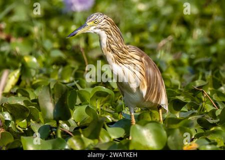 Squacco Reiher, Wasserhyazinthe, Lagune vor dem Shire River, Liwonde National Park, Malawi Stockfoto