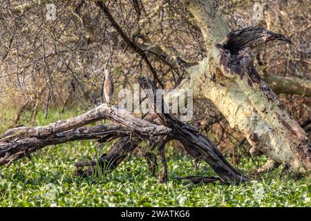 Squacco Reiher, Wasserhyazinthe, Fever Tree Trunk, Lagune vor dem Shire River, Liwonde National Park, Malawi Stockfoto