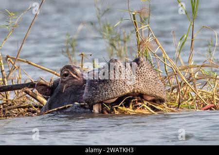 Flusspferde essen Schilf, Shire River, Liwonde National Park, Malawi Stockfoto