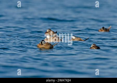 Schlafende Weißkopfenten (Oxyura leucocephala) im Burdur-See Stockfoto