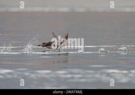 Weißköpfige Enten (Oxyura leucocephala) starten am Burdur-See. Stockfoto