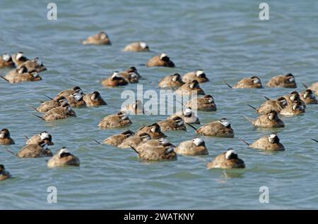 Eine Gruppe von Weißkopfenten (Oxyura leucocephala), die im Burdur-See schlafen. Stockfoto