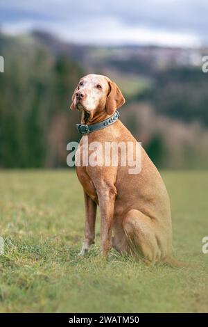 Ein älterer Magyar Vizsla Hund draußen Stockfoto