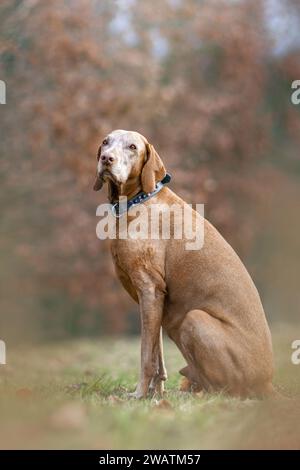 Ein älterer Magyar Vizsla Hund draußen Stockfoto