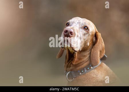 Ein älterer Magyar Vizsla Hund draußen Stockfoto