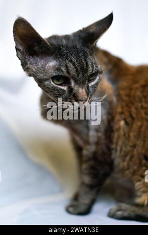 Der junge Tabby Devon Rex Katze. Stockfoto
