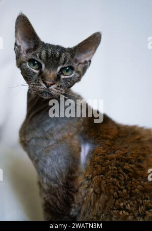 Der junge Tabby Devon Rex Katze. Stockfoto