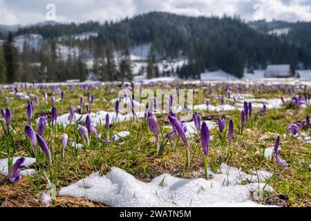 Crocus Purple Frühlingsblumenwuchs im Schnee in den Bergen. Stockfoto