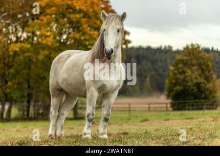 Ein weißer isländischer Pferdewallach im Herbst im Freien, Hintergrund von Ackerland Stockfoto