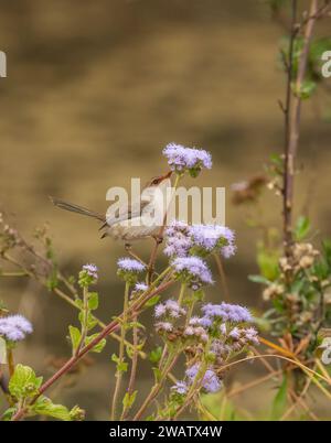 Weibliche prächtige Märchenzwitscher (Malurus cyaneus), die unter der Blauen Mistblume (Conoclinium coelestium) in Queensland, Australien, fressen. Stockfoto