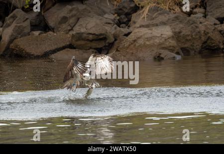 Osprey (Pandion haliaetus cristatus) ist ein fischfressender Greifvogel. Sie leben in Küstenregionen Australiens, Stockfoto