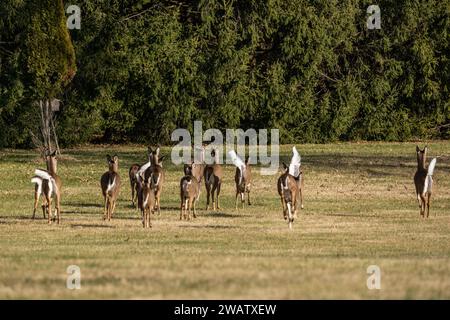 Wildschwanzhirsche laufen im Park. Stockfoto