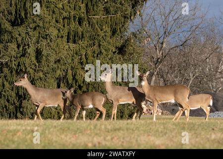 Neugierige Gruppe von Weißwedelhirschen im Park Blick auf die Kamera Stockfoto