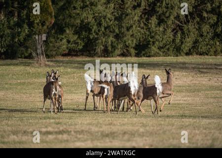 Große Herde von Weißschwanzhirschen (Odocoileus virginianus), die auf dem Feld im Berks County, Pennsylvania, unterwegs sind Stockfoto