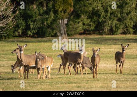 Herde von Weißschwanzhirschen (Odocoileus virginianus), die auf dem Feld weidet. Stockfoto