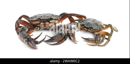 Zwei frische rohe Krabben, isoliert auf weiß Stockfoto