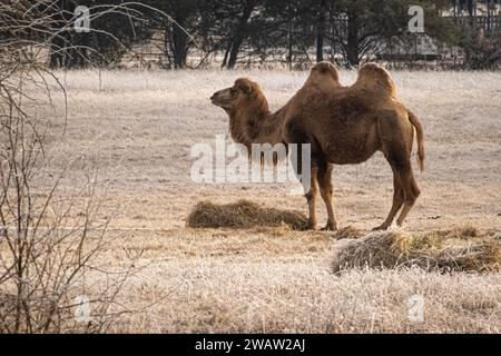 Baktrisches Kamel (Camelus bactrianus) im Tupelo Buffalo Park und Zoo in Tupelo, Mississippi. (USA) Stockfoto