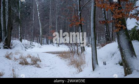 Ein kleiner Teich zwischen den Bäumen in einem Winterwald. Stockfoto