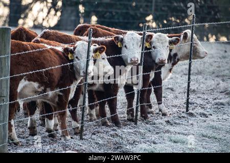 Kälber auf einem Bauernhof, die am Stacheldrahtzaun anstehen und früh am Morgen auf ihr Essen warten. Stockfoto