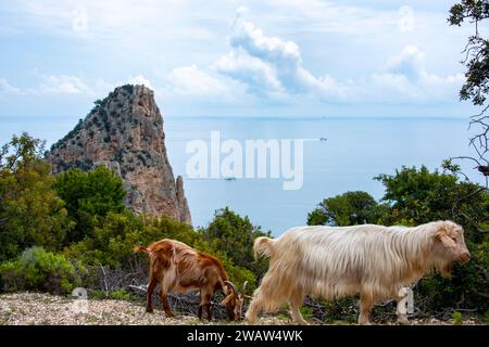 Sarda Ziegen - Sardinien - Italien Stockfoto