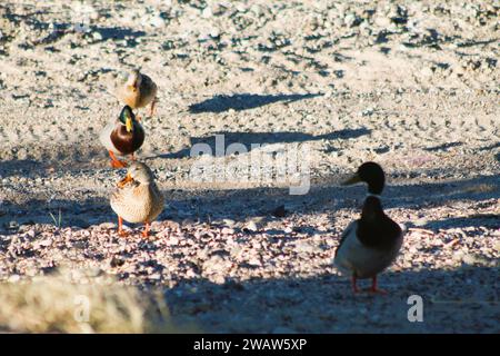 Stockenten an der Küste des Colorado River in Bullhead City Az Stockfoto