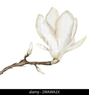 Aquarellfarbe weiße Magnolienblüten isolieren auf weißem Hintergrund. Handgemalte Illustration der Blüte. Zeichnung für Hochzeitseinladungen oder Karten. Stockfoto