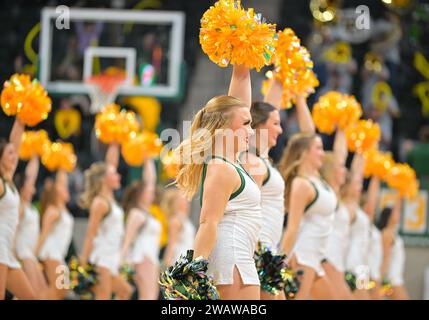 Waco, Texas, USA. Januar 2024. Die Cheerleader der Baylor Lady Bears treten während der 2. Hälfte des NCAA Basketballspiels zwischen den Houston Cougars und den Baylor Lady Bears im Foster Pavilion in Waco, Texas auf. Matthew Lynch/CSM/Alamy Live News Stockfoto