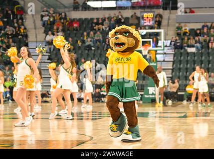 Waco, Texas, USA. Januar 2024. Baylor Lady Bears Maskottchen während der 2. Hälfte des NCAA Basketballspiels zwischen den Houston Cougars und Baylor Lady Bears im Foster Pavilion in Waco, Texas. Matthew Lynch/CSM/Alamy Live News Stockfoto