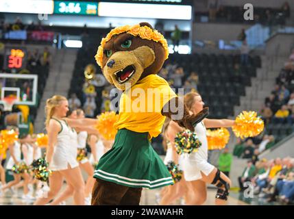 Waco, Texas, USA. Januar 2024. Baylor Lady Bears Maskottchen während der 2. Hälfte des NCAA Basketballspiels zwischen den Houston Cougars und Baylor Lady Bears im Foster Pavilion in Waco, Texas. Matthew Lynch/CSM/Alamy Live News Stockfoto