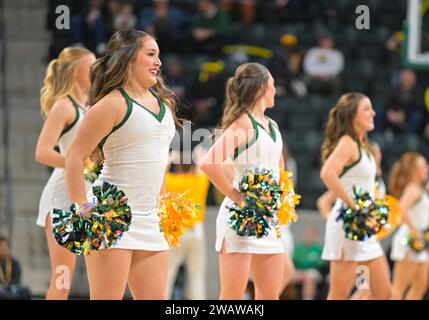 Waco, Texas, USA. Januar 2024. Die Cheerleader der Baylor Lady Bears treten während der 2. Hälfte des NCAA Basketballspiels zwischen den Houston Cougars und den Baylor Lady Bears im Foster Pavilion in Waco, Texas auf. Matthew Lynch/CSM/Alamy Live News Stockfoto