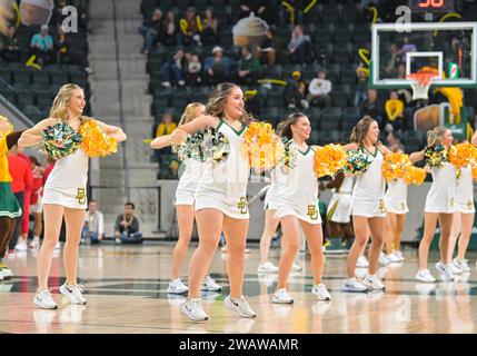 Waco, Texas, USA. Januar 2024. Die Cheerleader der Baylor Lady Bears treten während der 2. Hälfte des NCAA Basketballspiels zwischen den Houston Cougars und den Baylor Lady Bears im Foster Pavilion in Waco, Texas auf. Matthew Lynch/CSM/Alamy Live News Stockfoto