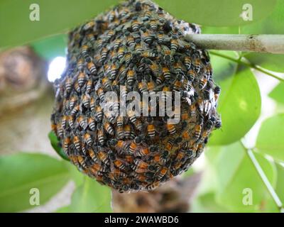 Gruppe der Roten Zwerghonigbienen auf Bienenstock auf Baumzweig mit grünen Blättern im Hintergrund, soziale Beteiligung der Honigbiene Stockfoto