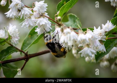 Eine Biene, die im Sommer auf einem Deutzia-Sträucher sitzt Stockfoto