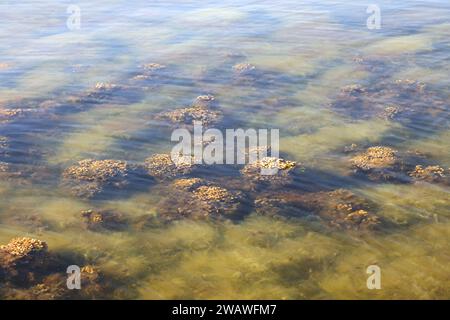 Fucus vesiculosus, bekannt unter den gebräuchlichen Bezeichnungen Blasentrümpfe, Felskraut und Seetrauben, und grüne Algen, die Cladophora glomerata genannt werden Stockfoto