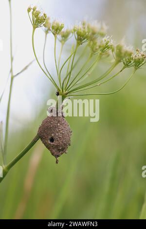 Eiersack oder Kokon von Agroeca brunnea, einer Liokranidenspinne aus Finnland Stockfoto