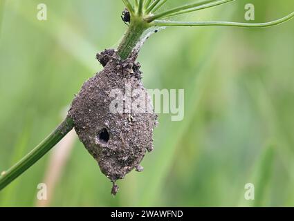 Eiersack oder Kokon von Agroeca brunnea, einer Liokranidenspinne aus Finnland Stockfoto