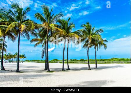 Entdecken Sie Crandon Park: 808 Hektar große Küstenoase. Ein tropisches Paradies in Key Biscayne, Miami, mit Beach Bliss, Tennis, Golf, und Öko-Abenteuer. Erkunden Stockfoto