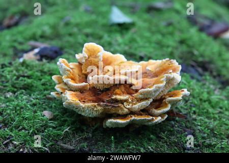 Pycnoporellus fulgens, ein orangefarbener Bracketpilz, der auf Birke in Finnland wächst, kein allgemeiner englischer Name Stockfoto