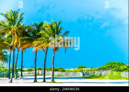 Entdecken Sie tropische Glückseligkeit mit Palmen in Miami Beach! Sonnige Sommerstimmung auf Stockfotos. Tauchen Sie ein in Strandszenen vom Crandon Park bis Key Stockfoto