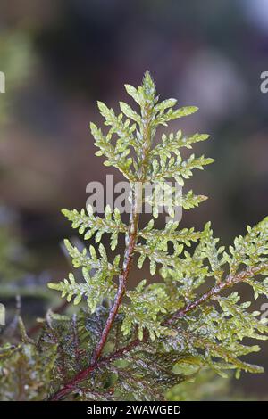 Hylocomium Splendens, allgemein bekannt als glitzerndes Holzmoos, prächtiges Federmoos, Treppenmoos oder Bergfarnmoos Stockfoto