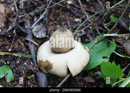 Geastrum fimbriatum, bekannt als die Fransen earthstar oder der Sessile earthstar, wilde Pilze aus Finnland Stockfoto