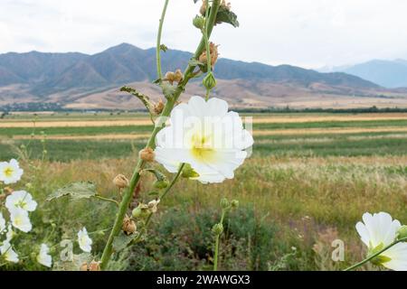 Malva weiße Blume vor dem Hintergrund der Berge in einer natürlichen Umgebung. Zur Gattung der krautigen Pflanzen der Familie Malvaceae Stockfoto