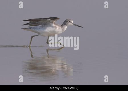 Gemeinsamer Greenshank (Tringa nebularia) startet in Little rann of kutch, Gujarat, Indien Stockfoto