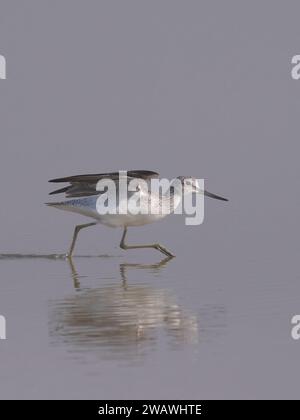 Gemeinsamer Greenshank (Tringa nebularia) startet in Little rann of kutch, Gujarat, Indien Stockfoto