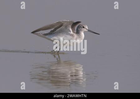 Gemeinsamer Greenshank (Tringa nebularia) startet in Little rann of kutch, Gujarat, Indien Stockfoto