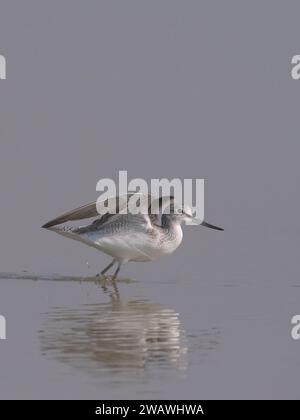 Gemeinsamer Greenshank (Tringa nebularia) startet in Little rann of kutch, Gujarat, Indien Stockfoto