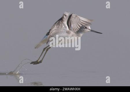 Gemeinsamer Greenshank (Tringa nebularia) startet in Little rann of kutch, Gujarat, Indien Stockfoto